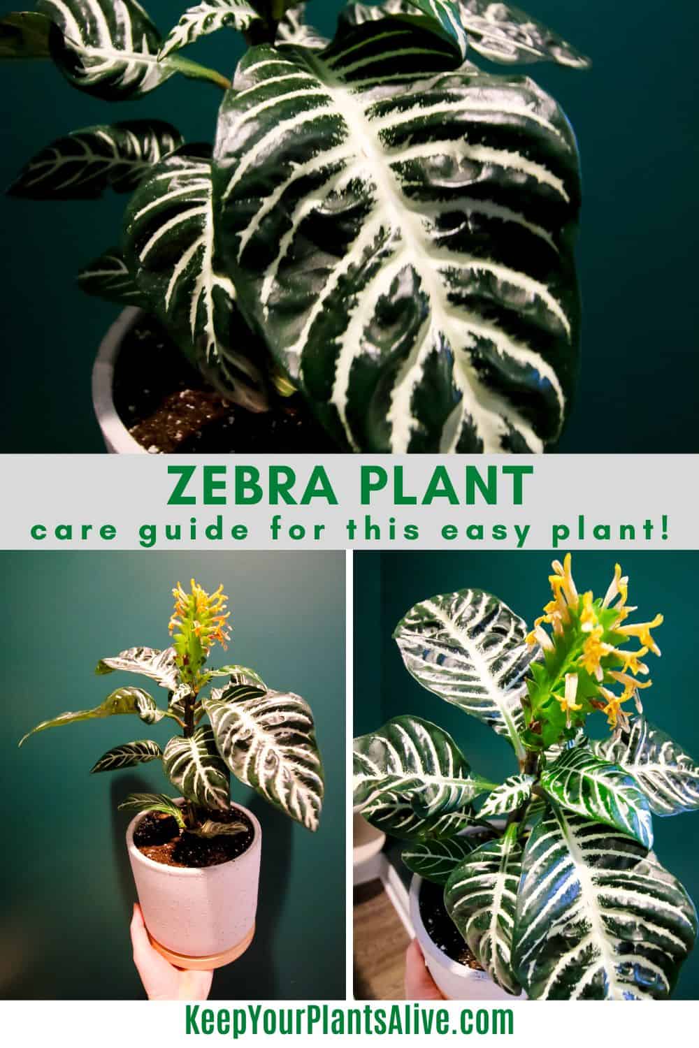 Zebra Plant Watering Secrets: Prevent Root Rot & Leaf Issues